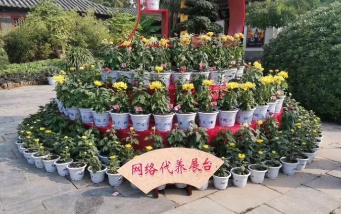中國開封第37屆菊花文化節(jié)開幕!多彩活動等你來 中國開封第37屆菊花文化節(jié)開幕!多彩活動等你來