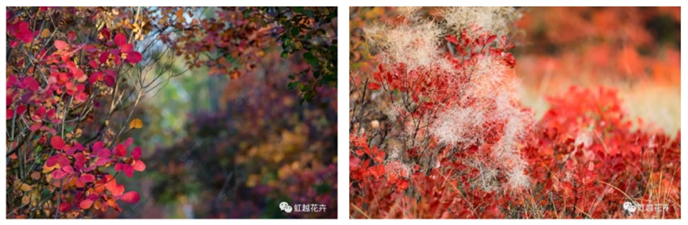 當(dāng)之無(wú)愧最美秋樹,如上帝打翻調(diào)色盤! 當(dāng)之無(wú)愧最美秋樹,如上帝打翻調(diào)色盤!