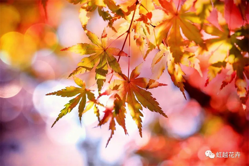 當(dāng)之無(wú)愧最美秋樹,如上帝打翻調(diào)色盤! 當(dāng)之無(wú)愧最美秋樹,如上帝打翻調(diào)色盤!