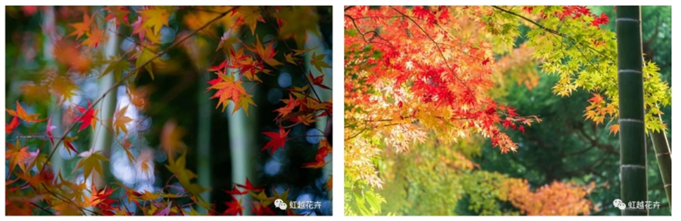 當(dāng)之無(wú)愧最美秋樹,如上帝打翻調(diào)色盤! 當(dāng)之無(wú)愧最美秋樹,如上帝打翻調(diào)色盤!
