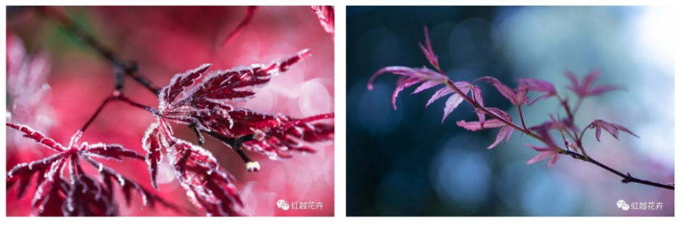 當(dāng)之無(wú)愧最美秋樹,如上帝打翻調(diào)色盤! 當(dāng)之無(wú)愧最美秋樹,如上帝打翻調(diào)色盤!