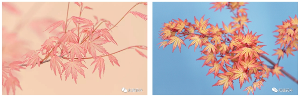 當(dāng)之無(wú)愧最美秋樹,如上帝打翻調(diào)色盤! 當(dāng)之無(wú)愧最美秋樹,如上帝打翻調(diào)色盤!