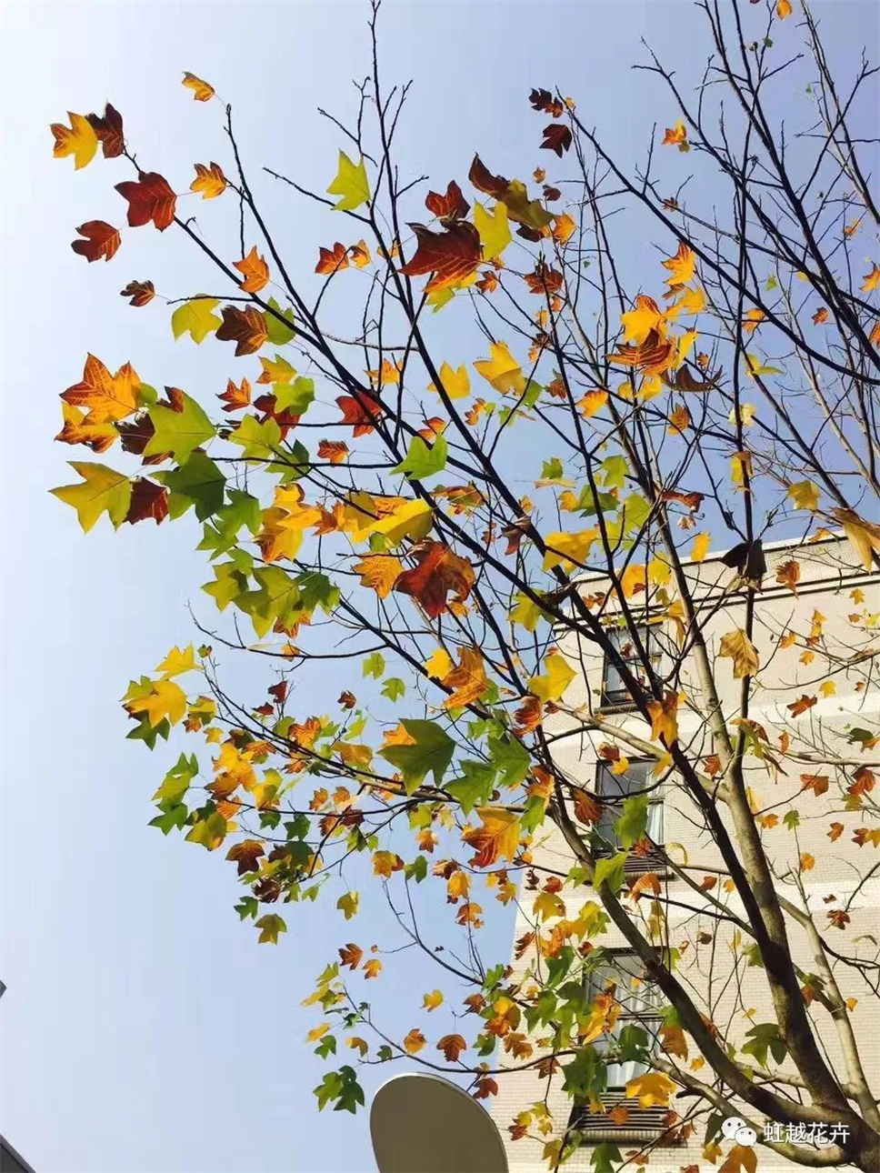 當(dāng)之無(wú)愧最美秋樹,如上帝打翻調(diào)色盤! 當(dāng)之無(wú)愧最美秋樹,如上帝打翻調(diào)色盤!